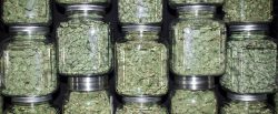 How to Properly Store Medical Cannabis?