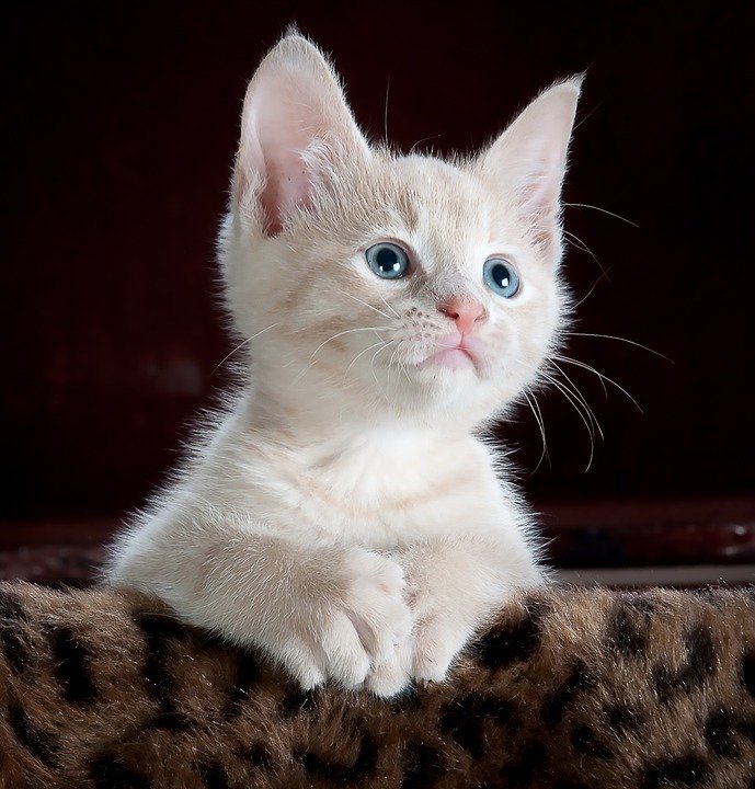 Kitty Cat Kitten 