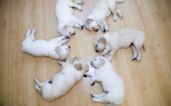 Puppies Wallpapers 