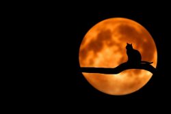 Tree Cat Silhouette 