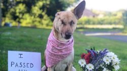 Abused stray finds new life as a ‘Wunderdog’