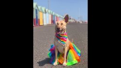 Abused stray finds new life as a ‘Wunderdog