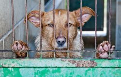 Caged Dog Abandoned 