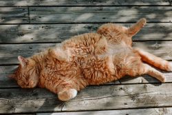 long-haired orange cat on gray wooden panel photo 