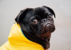 closeup photo of adult black pug wearing yellow shirt photo 