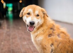 Dog Hair Loss – Hair Loss Diagnosis in Dogs | PetMD