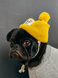 dog wearing shirt with hat photo – Free Dog Image on Unsplash