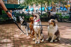 four dogs on park photo 