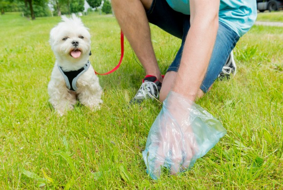How to Clean Up Dog Poop | PetMD