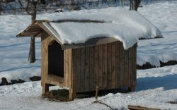 How to Keep A Dog House Warm In The Winter – Ultimate Pet Nutrition