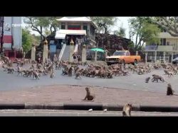 Hundreds of starving wild monkeys fight over a single piece of food in Thailand 