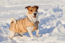 Keep Your Dog Warm: A Cold Weather Guide