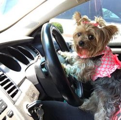 21 Reasons Why You Should Never Own A Yorkshire Terrier