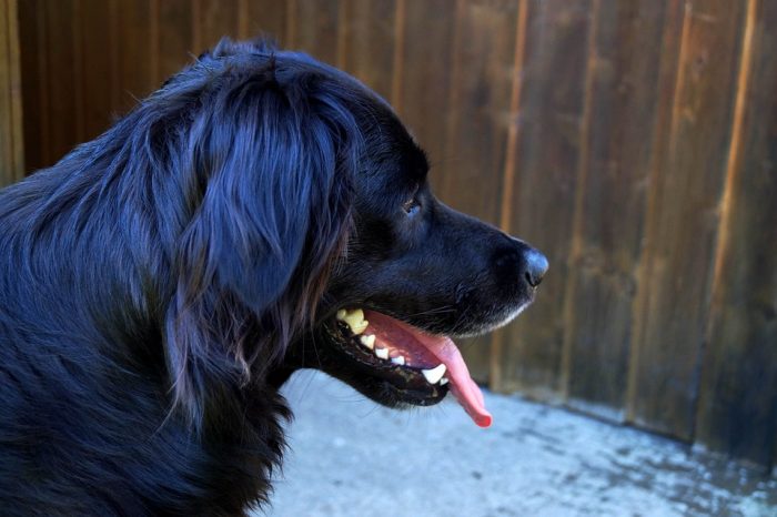 Dog Garden Pet -black golden retriever