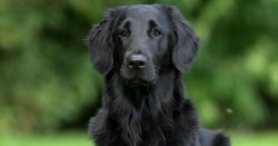 The Truth About Black Golden Retrievers