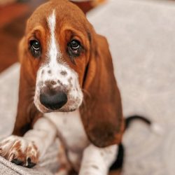Bassets are animators in the canine world. The breed is endowed with such a title because of the ...