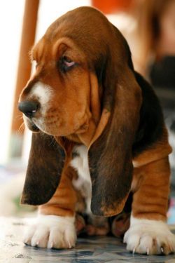 The Basset Hound is an adorable dog with an elongated body on short legs and incredibly long ear ...