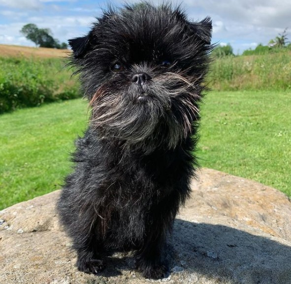 The Affenpinscher is a dwarf member of the Pinscher group with coarse fur on the body and long s ...