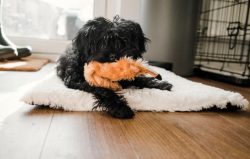 From the German language, the name of the breed is translated as “monkey pinscher” & ...