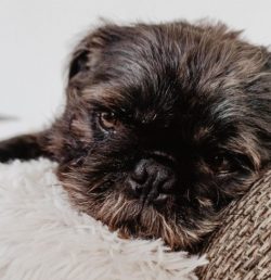 Despite the compact size, the territorial instinct of the Affenpinscher has developed no worse t ...