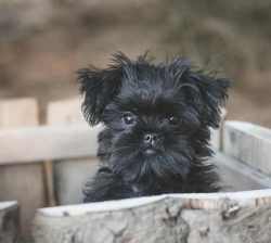 The breed is considered rare, so if you are looking for a pet with an original image with which  ...