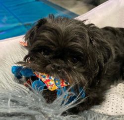 With a lively temperament, Affenpinscher dogs are undemanding to space, so they feel comfortable ...