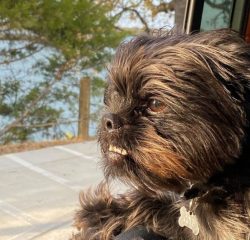 Not to complicate your life with training and educational moments with an Affenpinscher will not ...