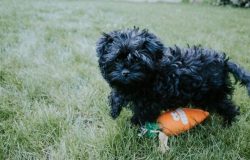 In their homeland, Germany, Affen continues to be considered an exclusive breed, and the number  ...