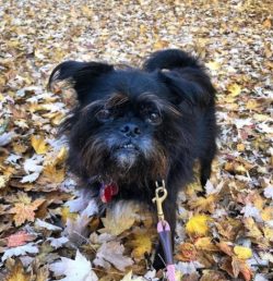 Affenpinscher is an inquisitive shaggy “meteor” whose trust is almost impossible to  ...