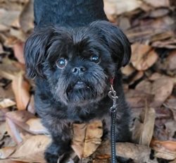 The first intelligible descriptions of the appearance of the breed are found in the 17th century ...