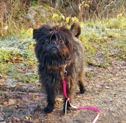 Affenpinscher is almost 4 kilograms of self-confidence, alertness, and loyalty, packed in a toug ...