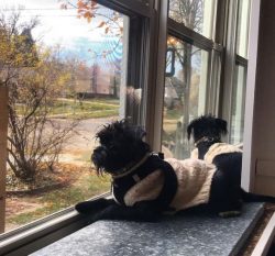 Affenpinscher is an incredibly charming creature, almost as stubborn and disorganized. It is har ...