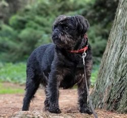 An inquisitive and reactive Affenpinscher does not need spacious apartments – an average a ...