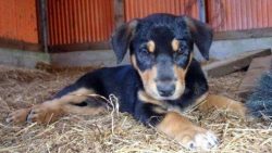 According to the New Zealand Hunting Dogs Association, the Huntway breed can never be registered ...