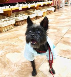 For a decade after decade, Affenpinschers have not gone out of style. On February 12, 2013, a 5- ...