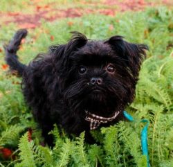 Initially, the purpose of affen was one thing – catching small rodents. Dogs were kept in  ...