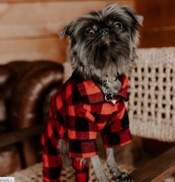 Many owners train their Affenpinschers to the litter boxes. We buy a tray before we bring the pu ...