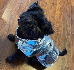 The breed loves to climb high places like cats. Such a dog can be found on a tree or on a fence. ...