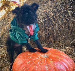Although the Affenpinscher is very similar to the Terrier, in fact, it is a representative of th ...