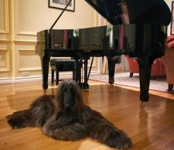 The Afghan Hound breed is widely known all over the world not only for its amazing appearance bu ...