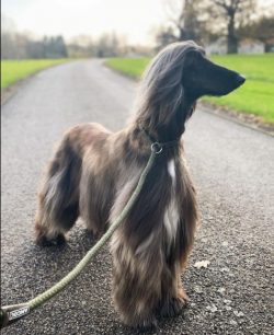 The latest DNA research has confirmed that the Afghan hound was a very long time ago, perhaps mo ...