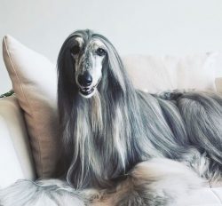 It is believed that the modern Afghan hound is descended from the crossing of the ancient Afghan ...