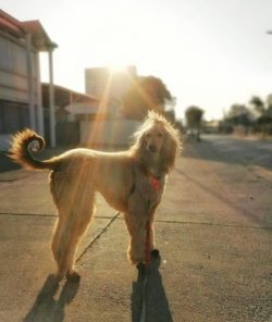 In the seventies, there was a huge jump in the popularity of this breed, and all thanks to the B ...