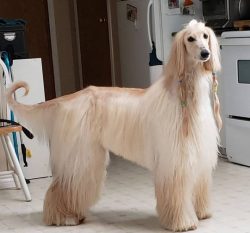 The Afghan hound has a graceful physique, an elongated muzzle, long ears with thick hair that ha ...