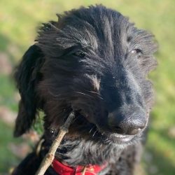 The Afghan Hound breed has a somewhat non-standard character, and this is reflected in everythin ...