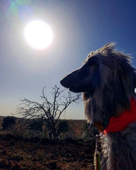 Afghan Hound has a very developed intellect, and perfectly understands everything that is happen ...