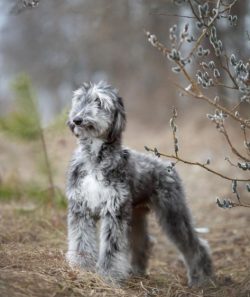 Afghan Hound treats children very well, if this is a child from a family where a dog lives, she  ...