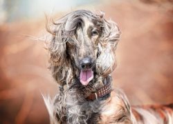 Afghan hounds can be shy, and therefore it is better not to keep them in a house with children u ...