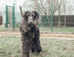 The Afghan hound is neutral towards strangers, but wary does not show aggression but is always o ...