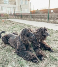 These animals have a fairly high level of energy, they need to walk in the street every day, and ...